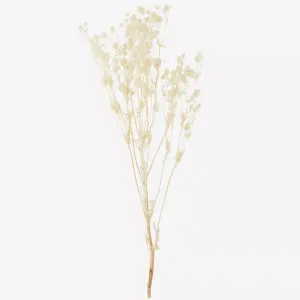 Dried Eryngium Planum Flowers - Off White