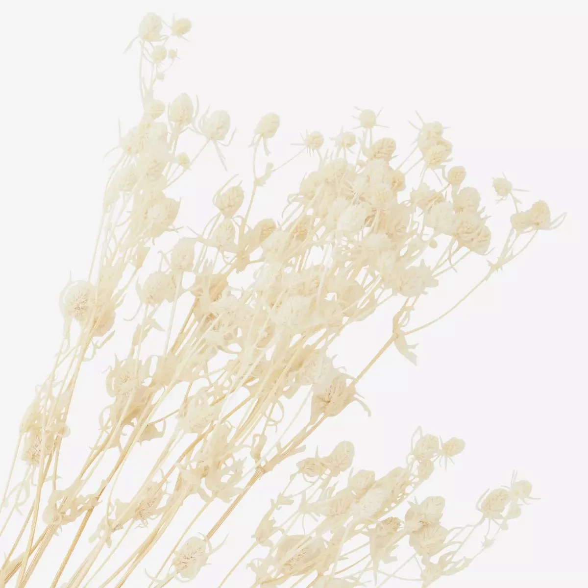 Dried Eryngium Planum Flowers - Off White